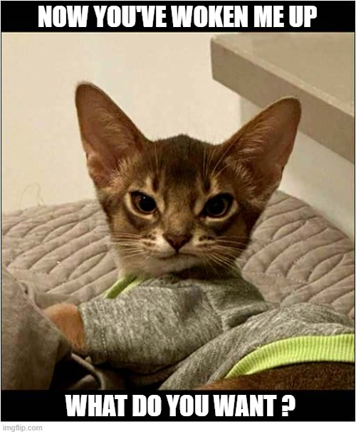 A 'Disturbed' Kitten ! | NOW YOU'VE WOKEN ME UP; WHAT DO YOU WANT ? | image tagged in cats,kittens,disturbed,woken up | made w/ Imgflip meme maker