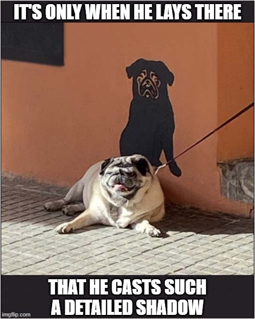 This Is Very Odd  ? | IT'S ONLY WHEN HE LAYS THERE; THAT HE CASTS SUCH
A DETAILED SHADOW | image tagged in dogs,pug,shadow | made w/ Imgflip meme maker