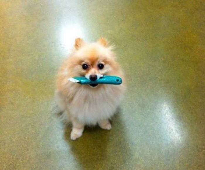 pommeranian dog knife Blank Meme Template