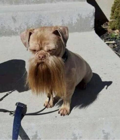 beard dog Blank Meme Template