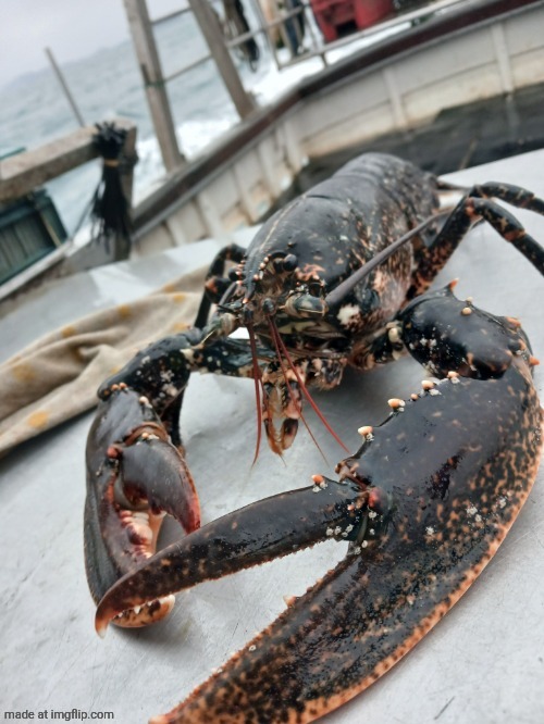 image tagged in lobter | made w/ Imgflip meme maker