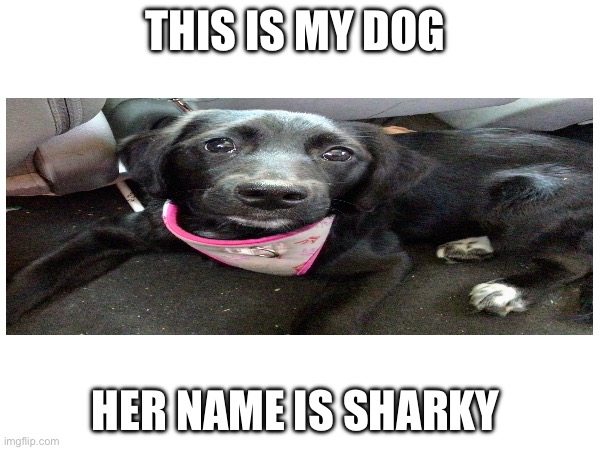Isn’t she cute | THIS IS MY DOG; HER NAME IS SHARKY | made w/ Imgflip meme maker