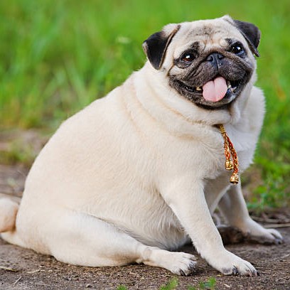 Para ti la perra gorda Blank Meme Template