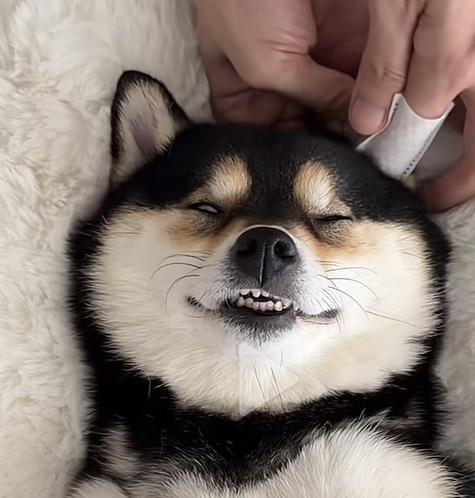 manyo Blank Meme Template