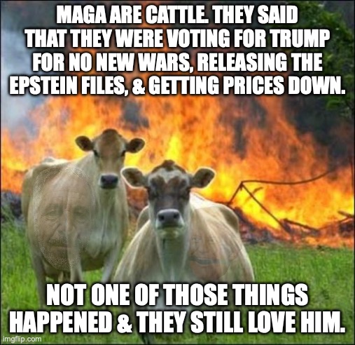 Moo... | MAGA ARE CATTLE. THEY SAID THAT THEY WERE VOTING FOR TRUMP FOR NO NEW WARS, RELEASING THE EPSTEIN FILES, & GETTING PRICES DOWN. NOT ONE OF THOSE THINGS HAPPENED & THEY STILL LOVE HIM. | image tagged in evil cows,maga,donald trump,jeffrey epstein,republicans | made w/ Imgflip meme maker