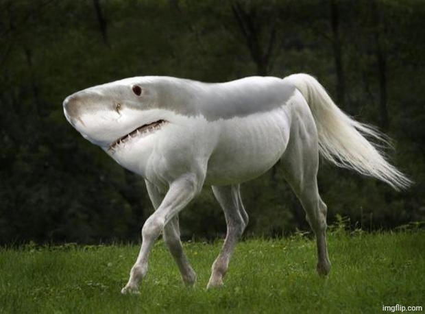 Shark Horse | image tagged in shark horse | made w/ Imgflip meme maker