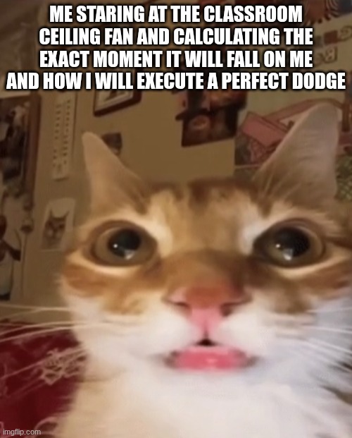 Cat | ME STARING AT THE CLASSROOM CEILING FAN AND CALCULATING THE EXACT MOMENT IT WILL FALL ON ME AND HOW I WILL EXECUTE A PERFECT DODGE | image tagged in cat | made w/ Imgflip meme maker