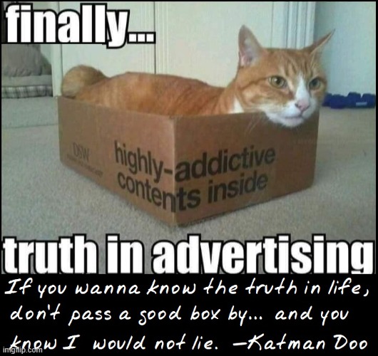Nothing feels more secure than a cardboard box. It's in our genes | image tagged in vince vance,cats,boxes,truth in advertising,funny cat memes,kathmandu | made w/ Imgflip meme maker