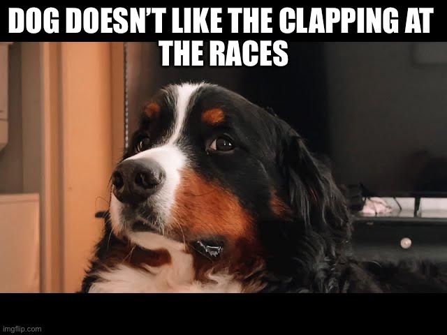 Dog Dislikes The Races | DOG DOESN’T LIKE THE CLAPPING AT 
THE RACES | image tagged in dogs,noise,bernese mountain dog | made w/ Imgflip meme maker