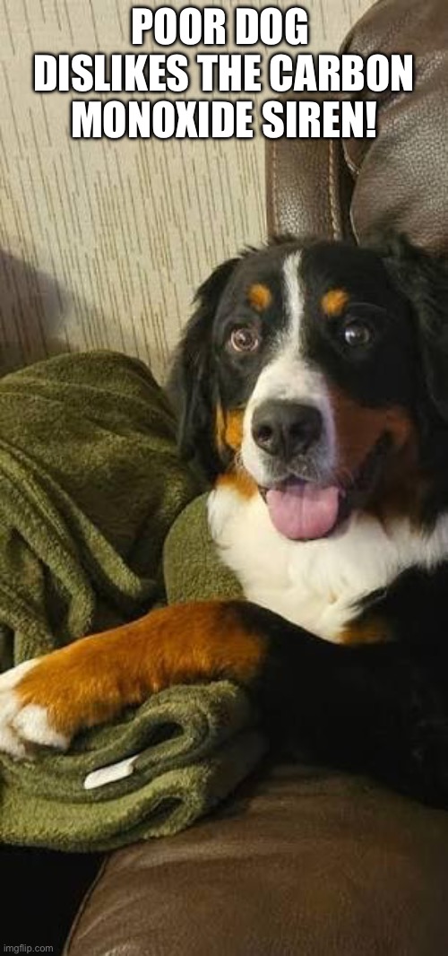 Dog Scared Of Carbon Monoxide Siren | POOR DOG 
DISLIKES THE CARBON MONOXIDE SIREN! | image tagged in dogs,carbon monoxide detector | made w/ Imgflip meme maker