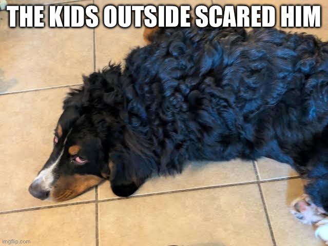 Sob Dog | THE KIDS OUTSIDE SCARED HIM | image tagged in sensitive animals,dogs | made w/ Imgflip meme maker
