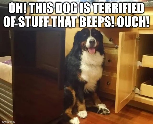 Startled Berner | OH! THIS DOG IS TERRIFIED OF STUFF THAT BEEPS! OUCH! | image tagged in dogs,bernese mountain dog | made w/ Imgflip meme maker