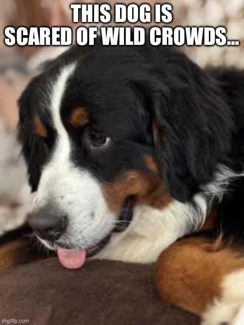 Stressed Out Noise | THIS DOG IS SCARED OF WILD CROWDS… | image tagged in sound senditive,sensory overload,dogs,bernese mountain dog | made w/ Imgflip meme maker