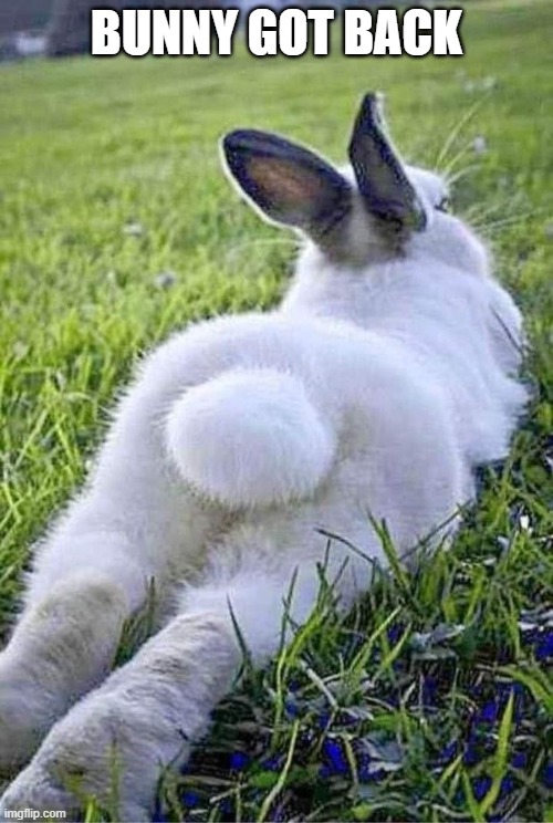 Bunny Back | BUNNY GOT BACK | image tagged in bunny | made w/ Imgflip meme maker
