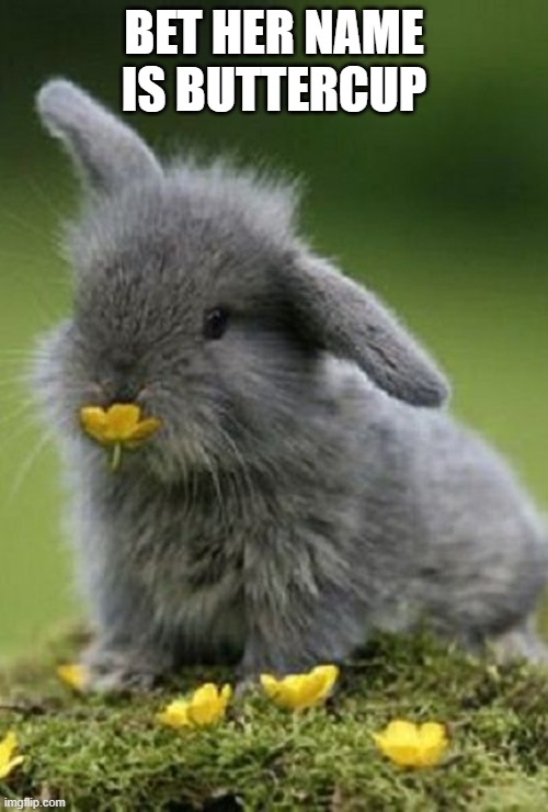 Buttercup | BET HER NAME IS BUTTERCUP | image tagged in bunny | made w/ Imgflip meme maker
