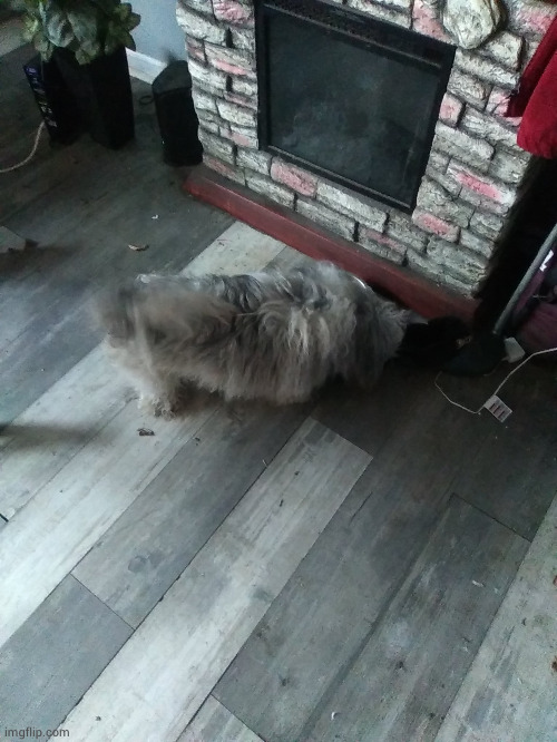 dog jumpscare | made w/ Imgflip meme maker