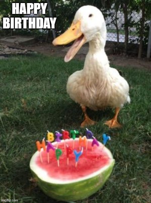 Birthday Duck | HAPPY BIRTHDAY | image tagged in ducks | made w/ Imgflip meme maker