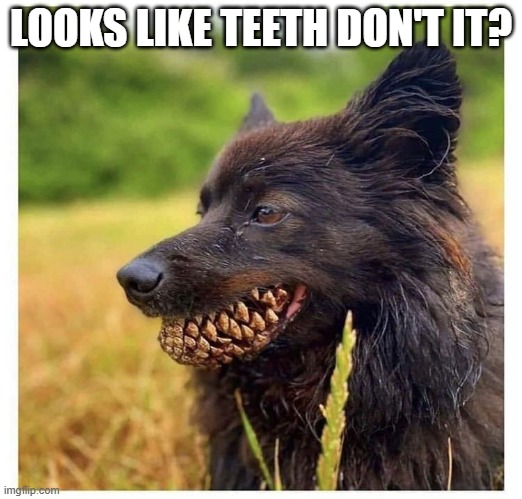 Pine Cone | LOOKS LIKE TEETH DON'T IT? | image tagged in dogs | made w/ Imgflip meme maker