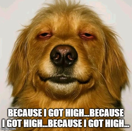 High Dog | BECAUSE I GOT HIGH...BECAUSE I GOT HIGH...BECAUSE I GOT HIGH... | image tagged in dogs | made w/ Imgflip meme maker
