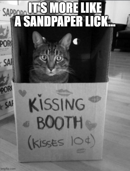 Cat Kisses | IT'S MORE LIKE A SANDPAPER LICK... | image tagged in cats | made w/ Imgflip meme maker