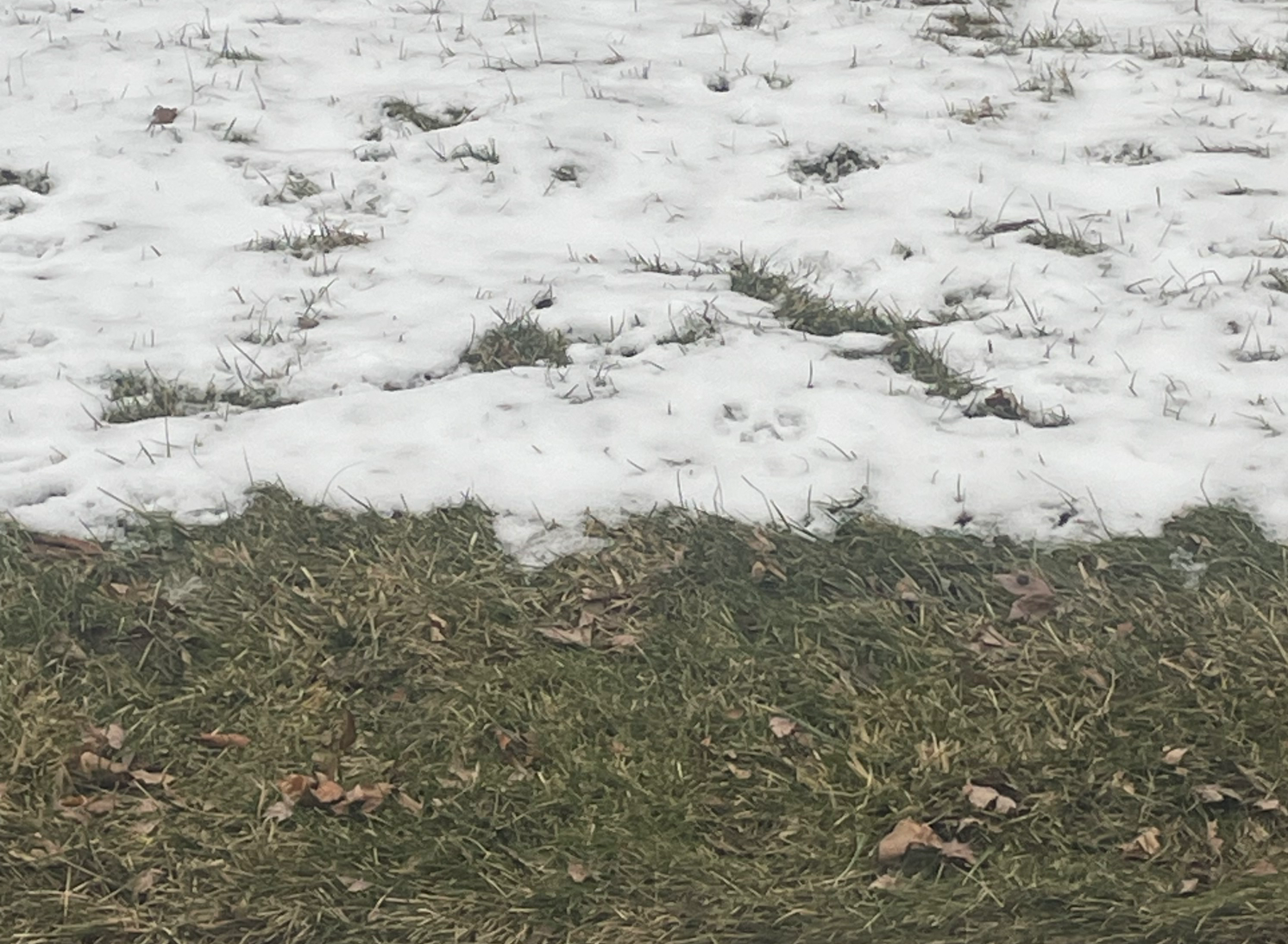 Who did? God did Blank Meme Template