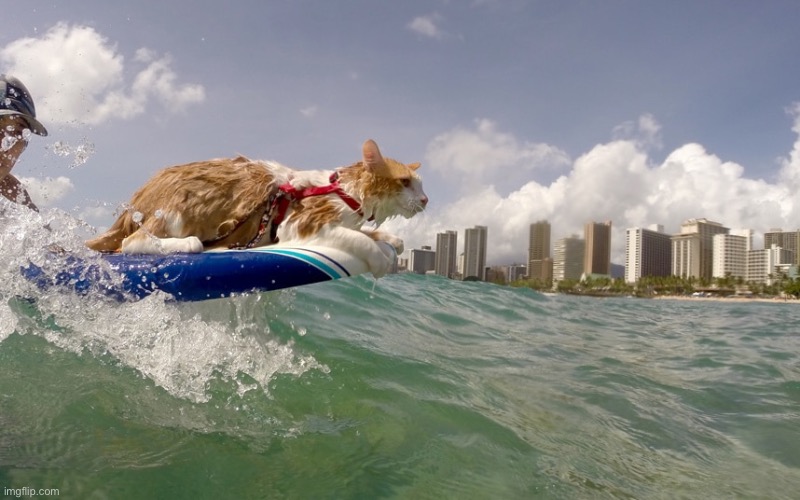 Surfing Cat | image tagged in surfing cat,msmg,city,water | made w/ Imgflip meme maker