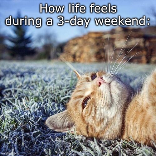 Daydreaming Cat | How life feels during a 3-day weekend: | image tagged in daydreaming cat,msmg,cats,cute,grass | made w/ Imgflip meme maker