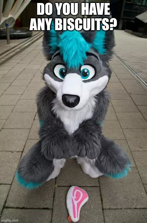 Cosmic wants a biscuit | DO YOU HAVE ANY BISCUITS? | image tagged in furry | made w/ Imgflip meme maker