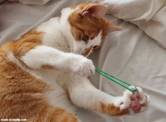 cat rubber band | image tagged in cat rubber band | made w/ Imgflip meme maker