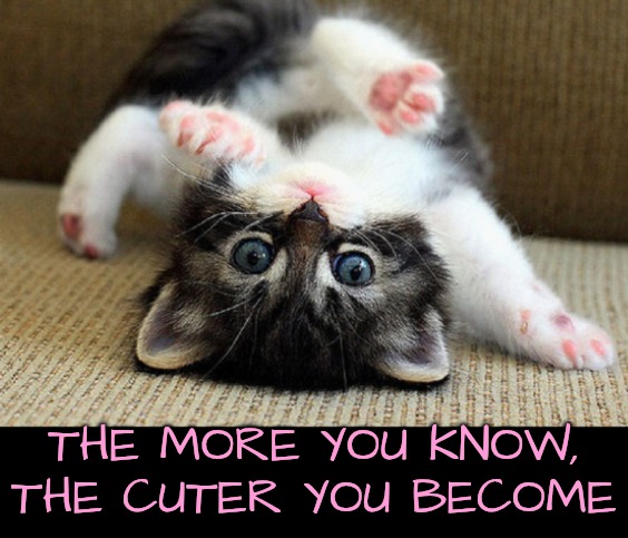Kitten | THE MORE YOU KNOW, THE CUTER YOU BECOME | image tagged in kitten | made w/ Imgflip meme maker