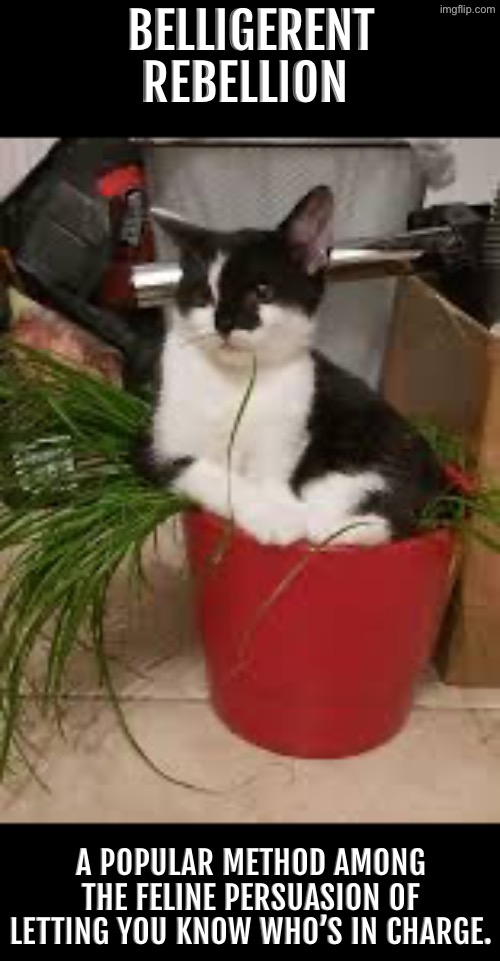 Belligerent Rebellion | BELLIGERENT REBELLION; A POPULAR METHOD AMONG THE FELINE PERSUASION OF LETTING YOU KNOW WHO’S IN CHARGE. | image tagged in cats,funny cats,demotivationals,rebellion,belligerent,the boss | made w/ Imgflip meme maker