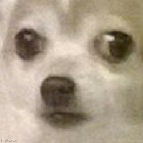 oh shit doggo | image tagged in oh shit doggo | made w/ Imgflip meme maker