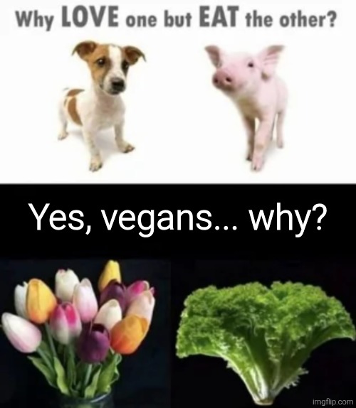 Yes, vegans... why? | image tagged in memes,meme,funny,funny memes,funny meme | made w/ Imgflip meme maker