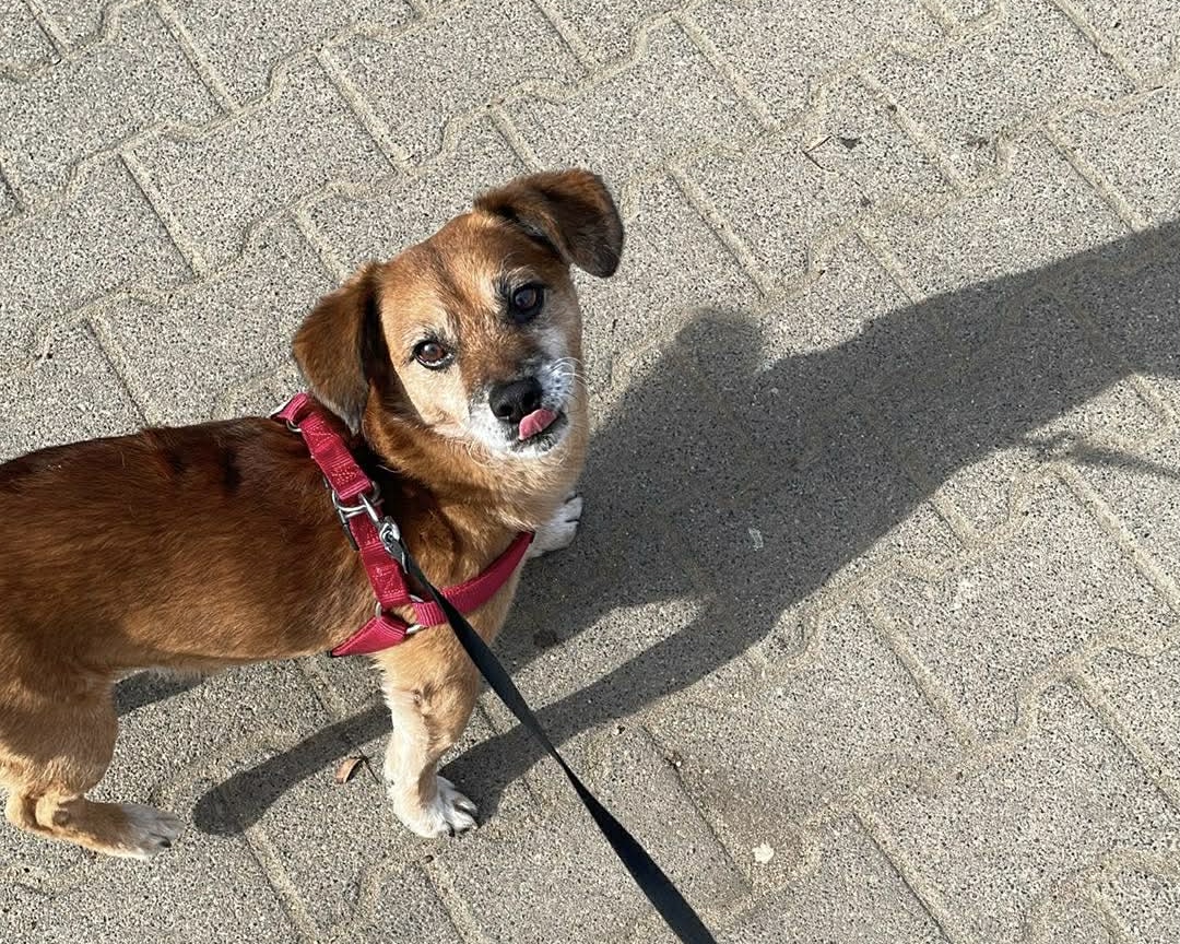 Biszkopt Blank Meme Template