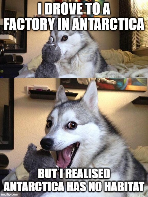 bro got that much strength to do it | I DROVE TO A FACTORY IN ANTARCTICA; BUT I REALISED ANTARCTICA HAS NO HABITAT | image tagged in bad pun husky | made w/ Imgflip meme maker