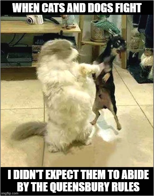 So Gentlemanly ! | WHEN CATS AND DOGS FIGHT; I DIDN'T EXPECT THEM TO ABIDE
BY THE QUEENSBURY RULES | image tagged in cat,dog,boxing,you know the rules and so do i | made w/ Imgflip meme maker