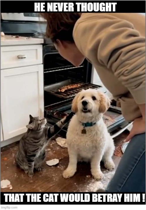 Who Did This ? | HE NEVER THOUGHT; THAT THE CAT WOULD BETRAY HIM ! | image tagged in dogs,cat,betrayal | made w/ Imgflip meme maker