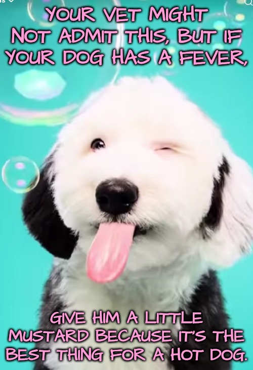Bad dog joke | YOUR VET MIGHT NOT ADMIT THIS, BUT IF YOUR DOG HAS A FEVER, GIVE HIM A LITTLE MUSTARD BECAUSE IT'S THE BEST THING FOR A HOT DOG. | image tagged in dog,bad jokes | made w/ Imgflip meme maker