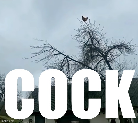 screaming chicken on tree | COCK | image tagged in screaming chicken on tree | made w/ Imgflip meme maker
