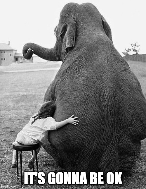 Who needs this today? | IT'S GONNA BE OK | image tagged in embrace,elephant,encouragement | made w/ Imgflip meme maker