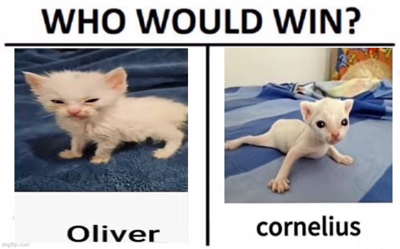Who would win, round 2 | image tagged in memes,who would win | made w/ Imgflip meme maker