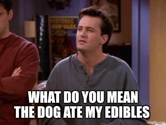 WHAT DO YOU MEAN THE DOG ATE MY EDIBLES | image tagged in chandler bing | made w/ Imgflip meme maker