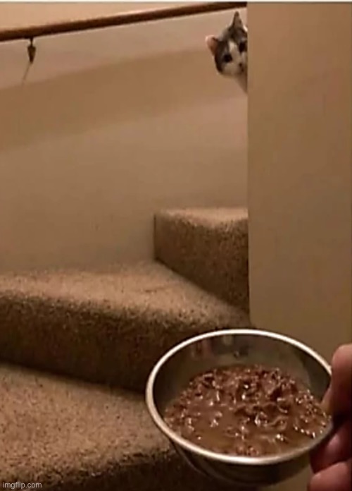 image tagged in funny cats | made w/ Imgflip meme maker