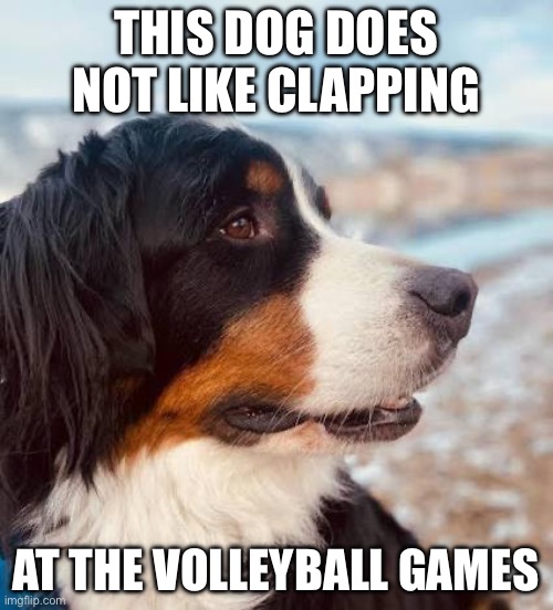 Scared Of Volleyball Game | THIS DOG DOES NOT LIKE CLAPPING; AT THE VOLLEYBALL GAMES | image tagged in bernese moutain dog,volleyball | made w/ Imgflip meme maker