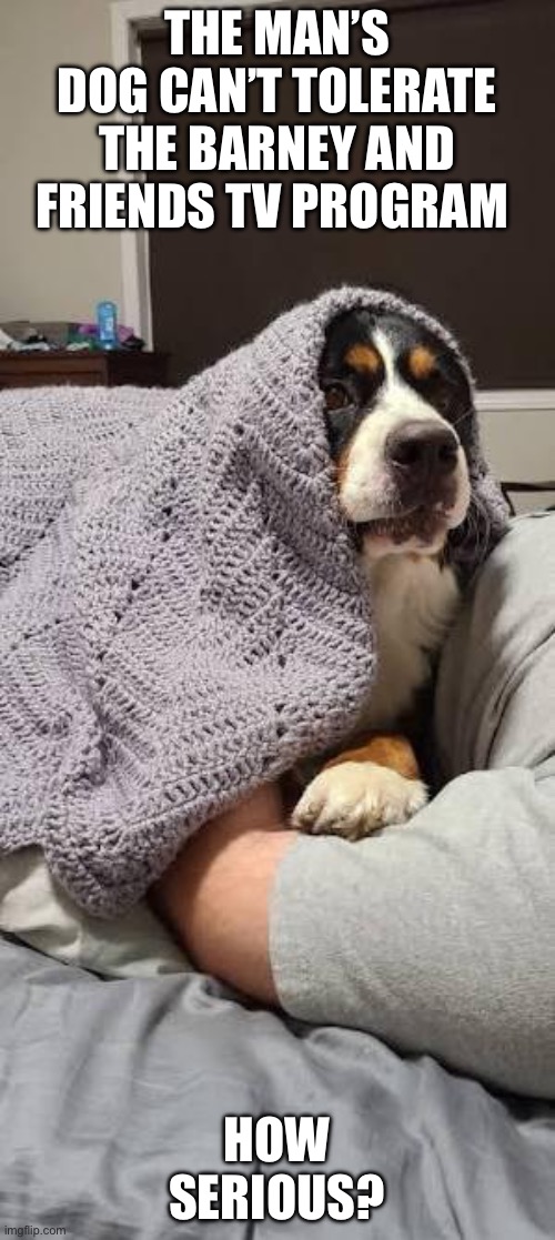 Bernese Moutain Dog Can’t Tolerate Barney And Friends | THE MAN’S DOG CAN’T TOLERATE THE BARNEY AND FRIENDS TV PROGRAM; HOW SERIOUS? | image tagged in bernese mountain dog,dogs | made w/ Imgflip meme maker
