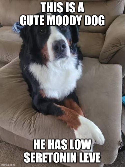 Dog With Low Seretonin Levels | THIS IS A CUTE MOODY DOG; HE HAS LOW SERETONIN LEVELS | image tagged in dogs | made w/ Imgflip meme maker