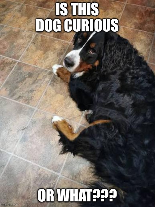 Curious Dog | IS THIS DOG CURIOUS; OR WHAT??? | image tagged in dogs,bernese mountain dog | made w/ Imgflip meme maker