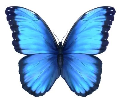 Blue Butterfly Blank Meme Template