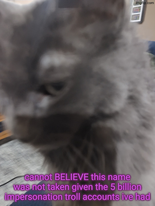 32's Cat | cannot BELIEVE this name was not taken given the 5 billion impersonation troll accounts ive had | image tagged in 32's cat | made w/ Imgflip meme maker