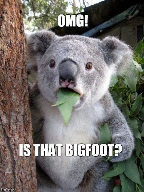 Surprised Koala | OMG! IS THAT BIGFOOT? | image tagged in memes,surprised koala | made w/ Imgflip meme maker
